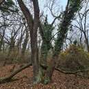 Image of Hedera pastuchovii Woronow