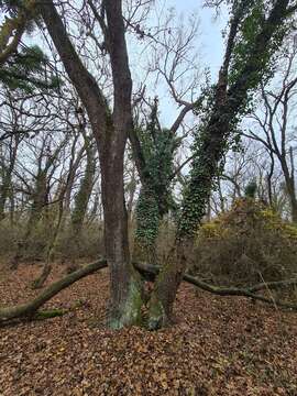 Image de Hedera pastuchovii Woronow