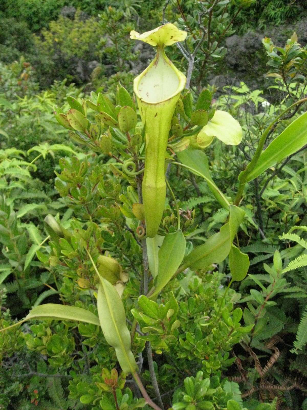 Image of Nepenthes singalana Becc.