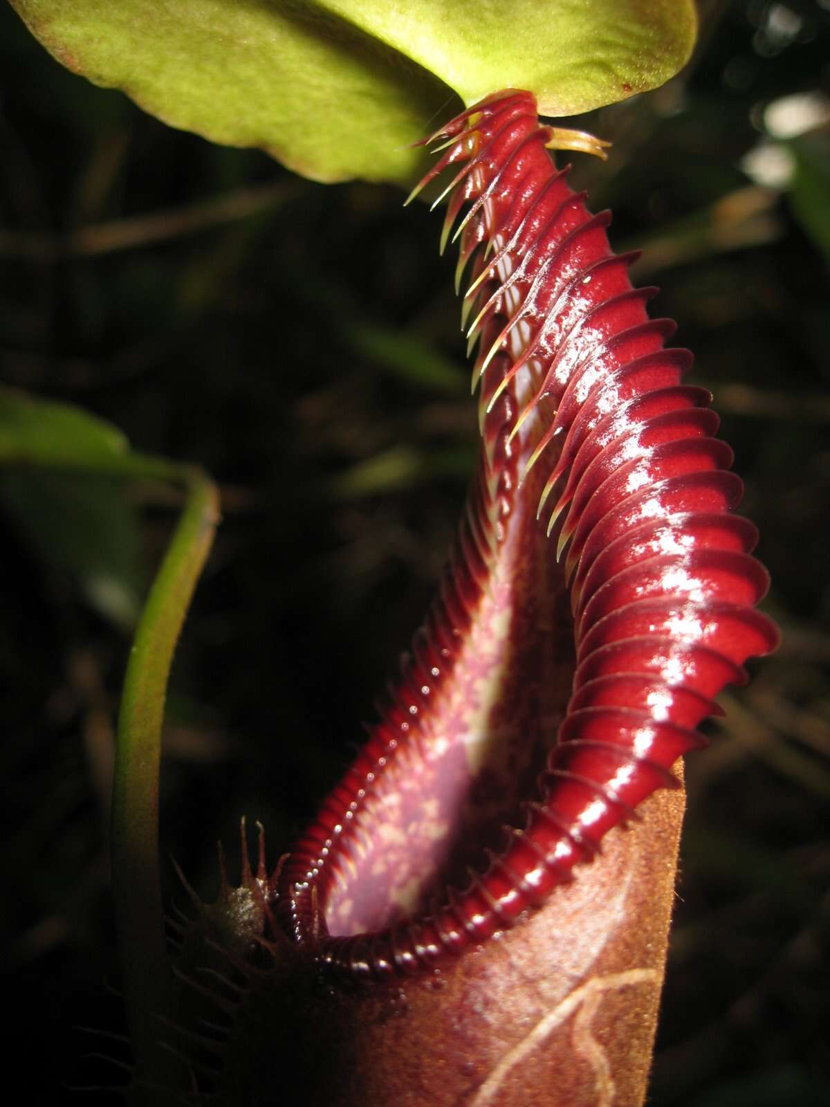 Image of Nepenthes singalana Becc.