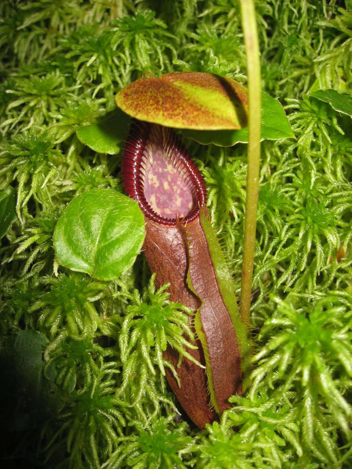 Image of Nepenthes singalana Becc.