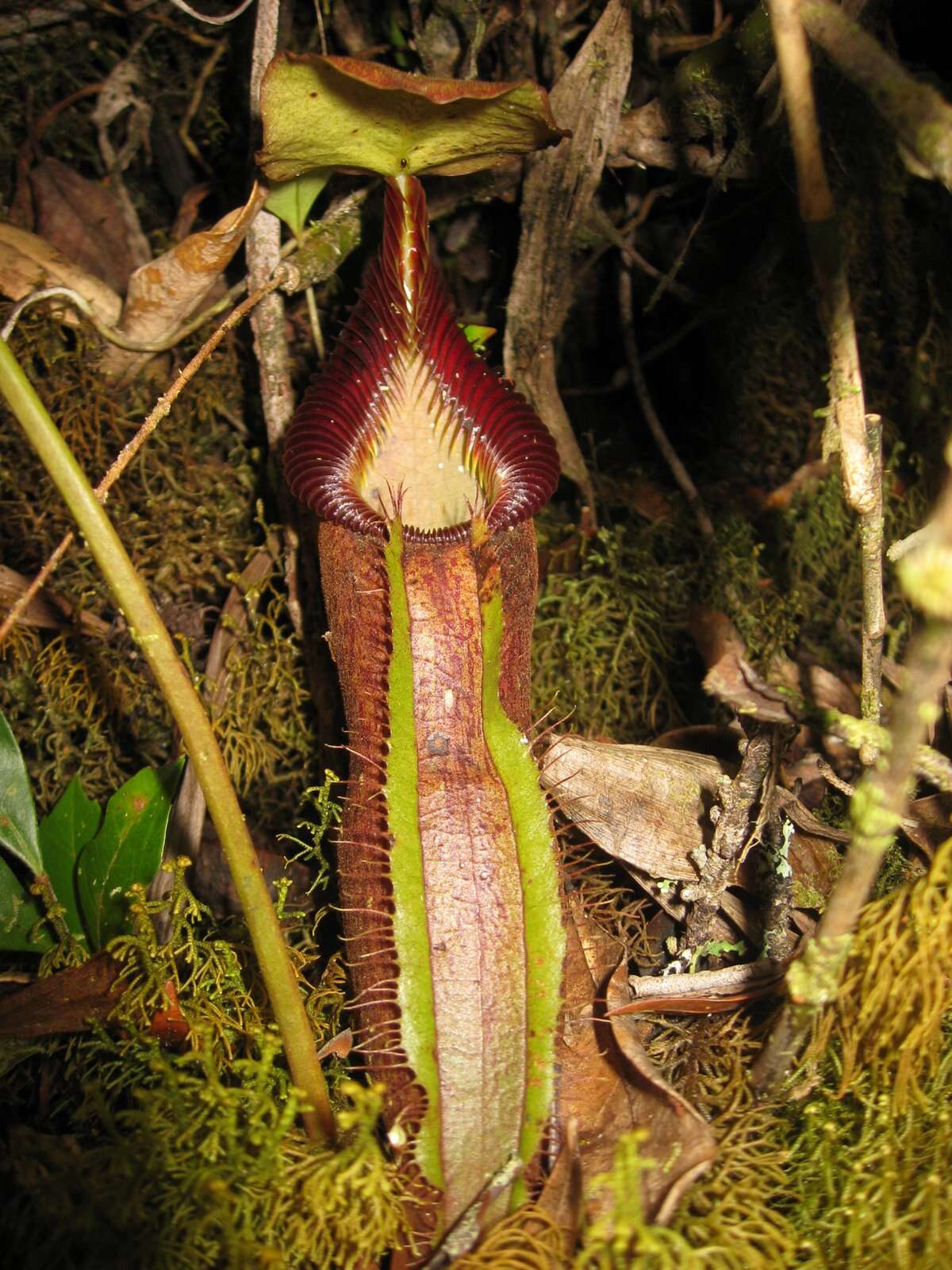 Image of Nepenthes singalana Becc.