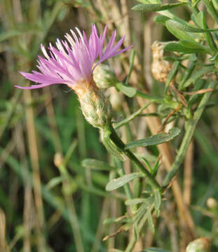 Слика од Centaurea cristata Bartl.