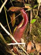 Image of Nepenthes singalana Becc.