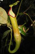 Image of Nepenthes singalana Becc.