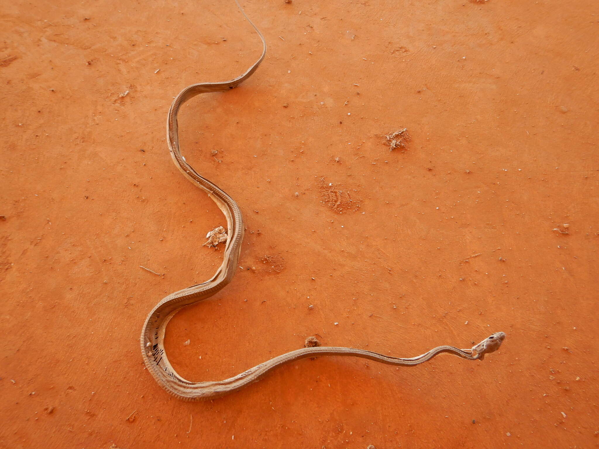 Image of Olive Python