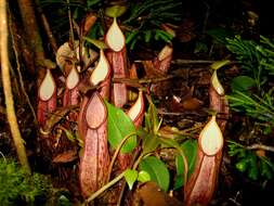 Image of Nepenthes gymnamphora Nees