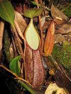 Image of Nepenthes gymnamphora Nees