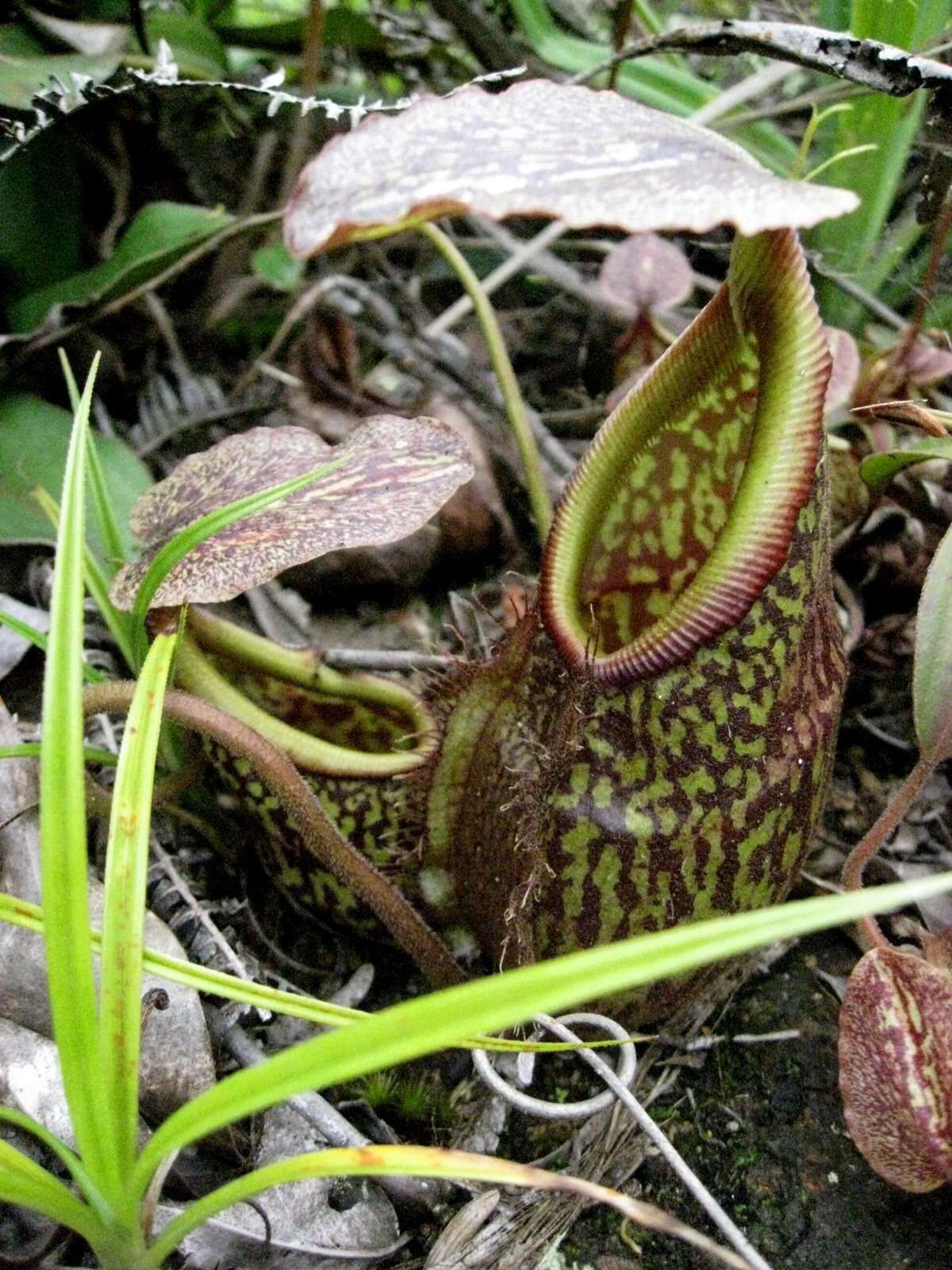 Image of Nepenthes gymnamphora Nees