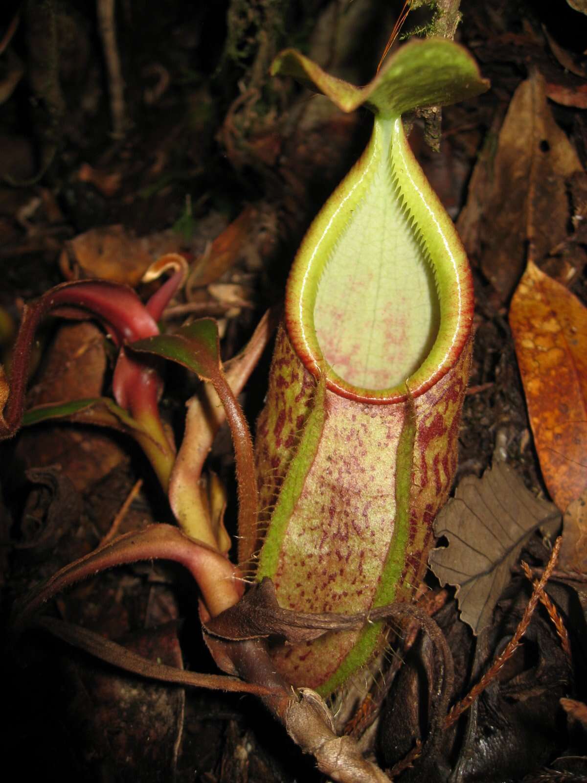 Image of Nepenthes gymnamphora Nees