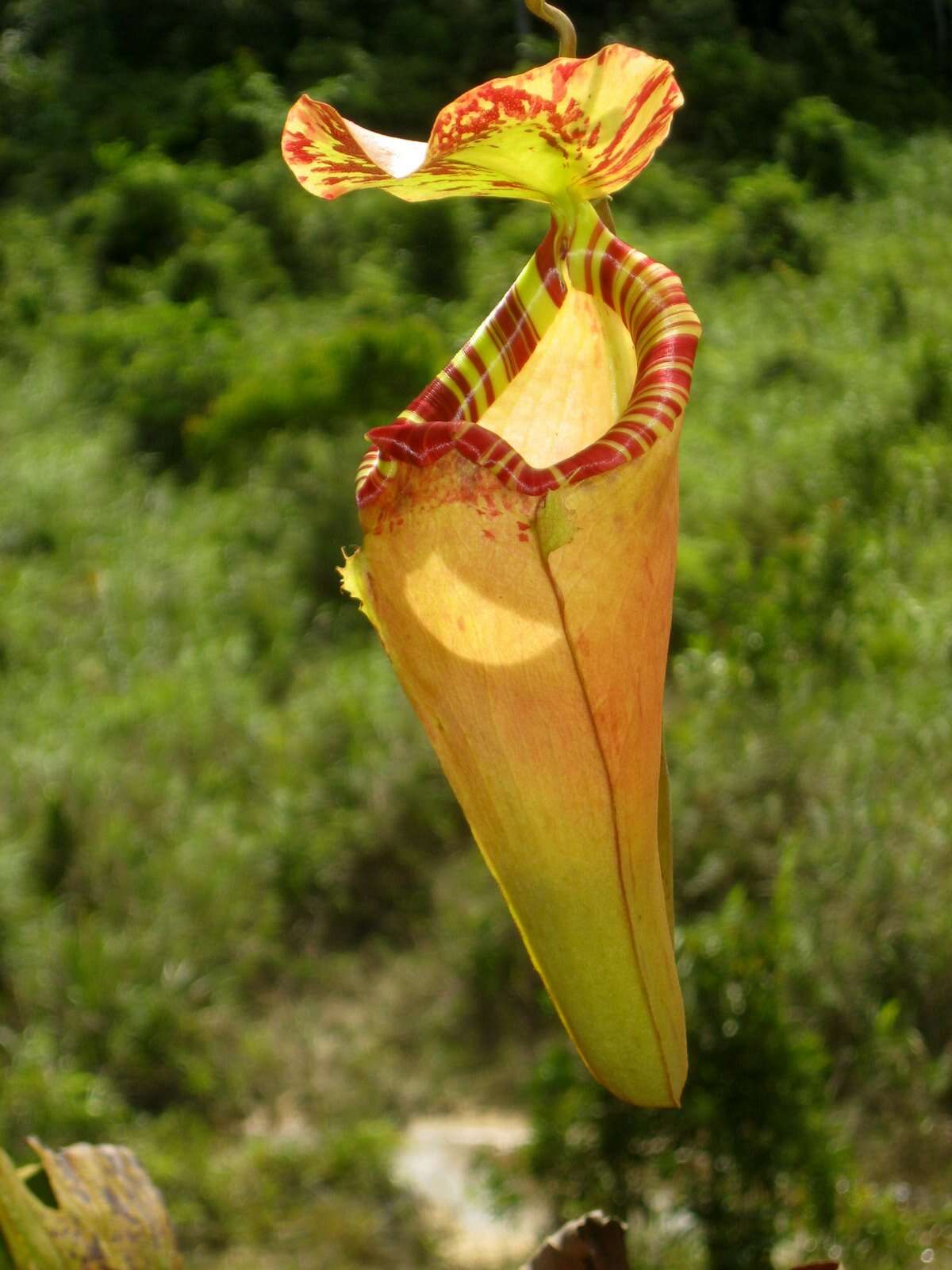 Image of Nepenthes sumatrana (Miq.) G. Beck