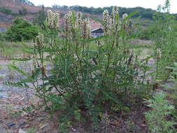 Plancia ëd Astragalus uliginosus L.