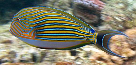 Image of Blue Banded Surgeonfish