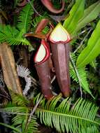 Image of Nepenthes beccariana