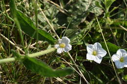 Image of Nierembergia calycina Hook.