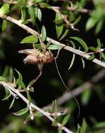 Image of Hemiandrus maia Taylor Smith, Morgan-Richards & Trewick 2013