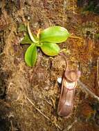 Image of Nepenthes beccariana