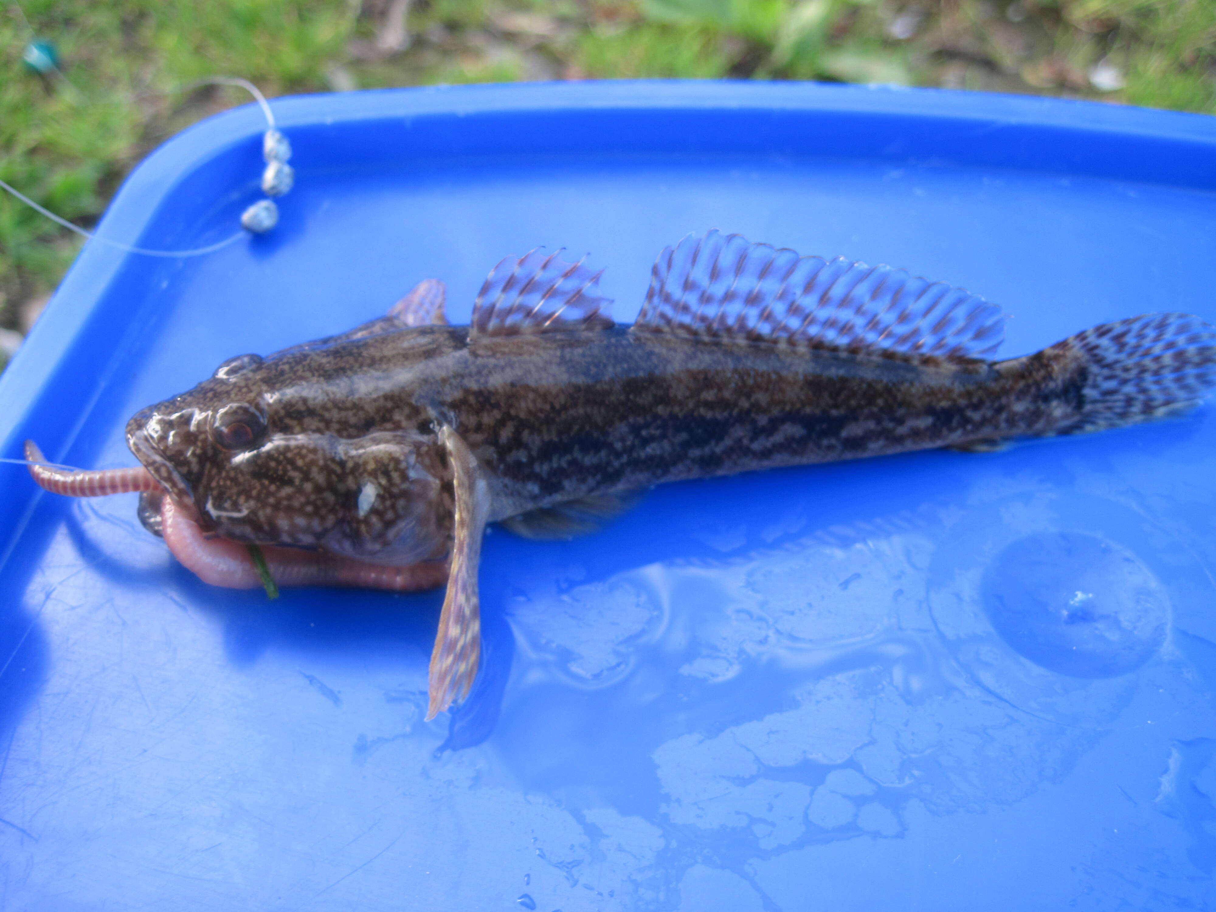 Image de Gobie à grosse tête