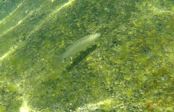 Image of Cape Verde mullet