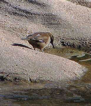 Image of White-winged Cinclodes