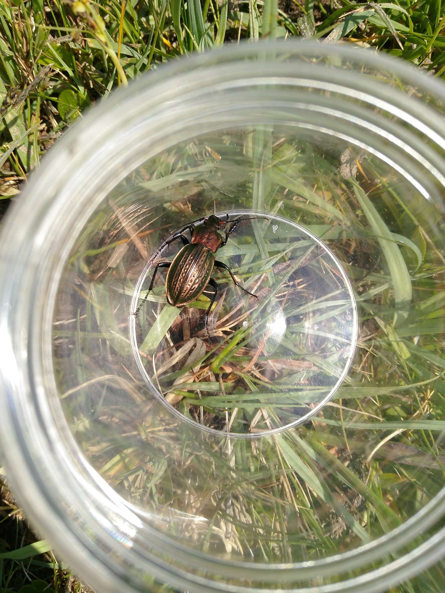 Image of immigrant sausage ground beetle