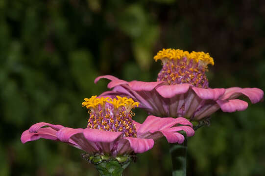 Image of ELEGANT ZINNIA