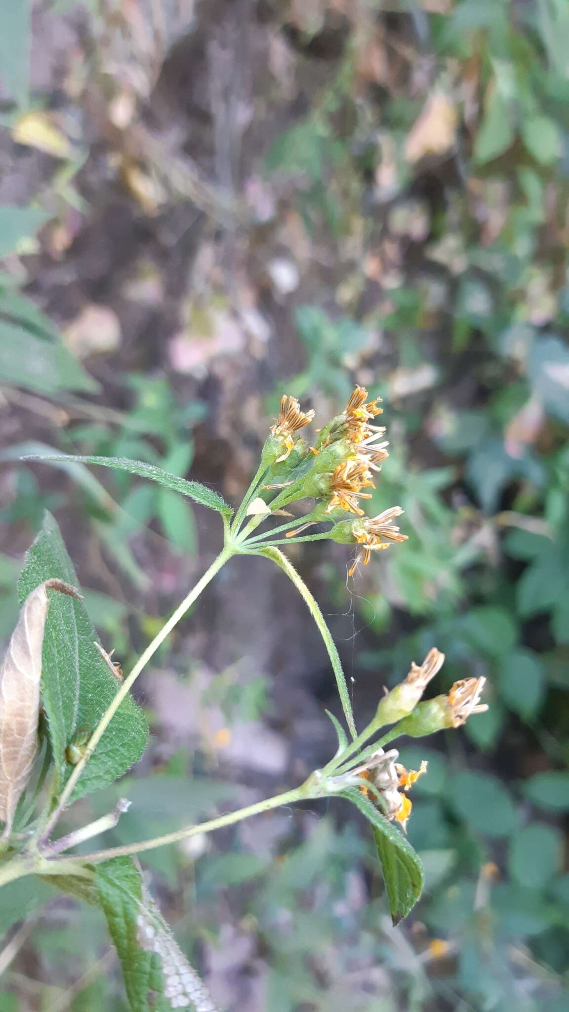 Image of Lasianthaea ceanothifolia (Willd.) K. M. Becker