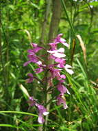 Image of Purple fringed orchid