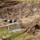 Image of Saussure's Blue-winged Grasshopper