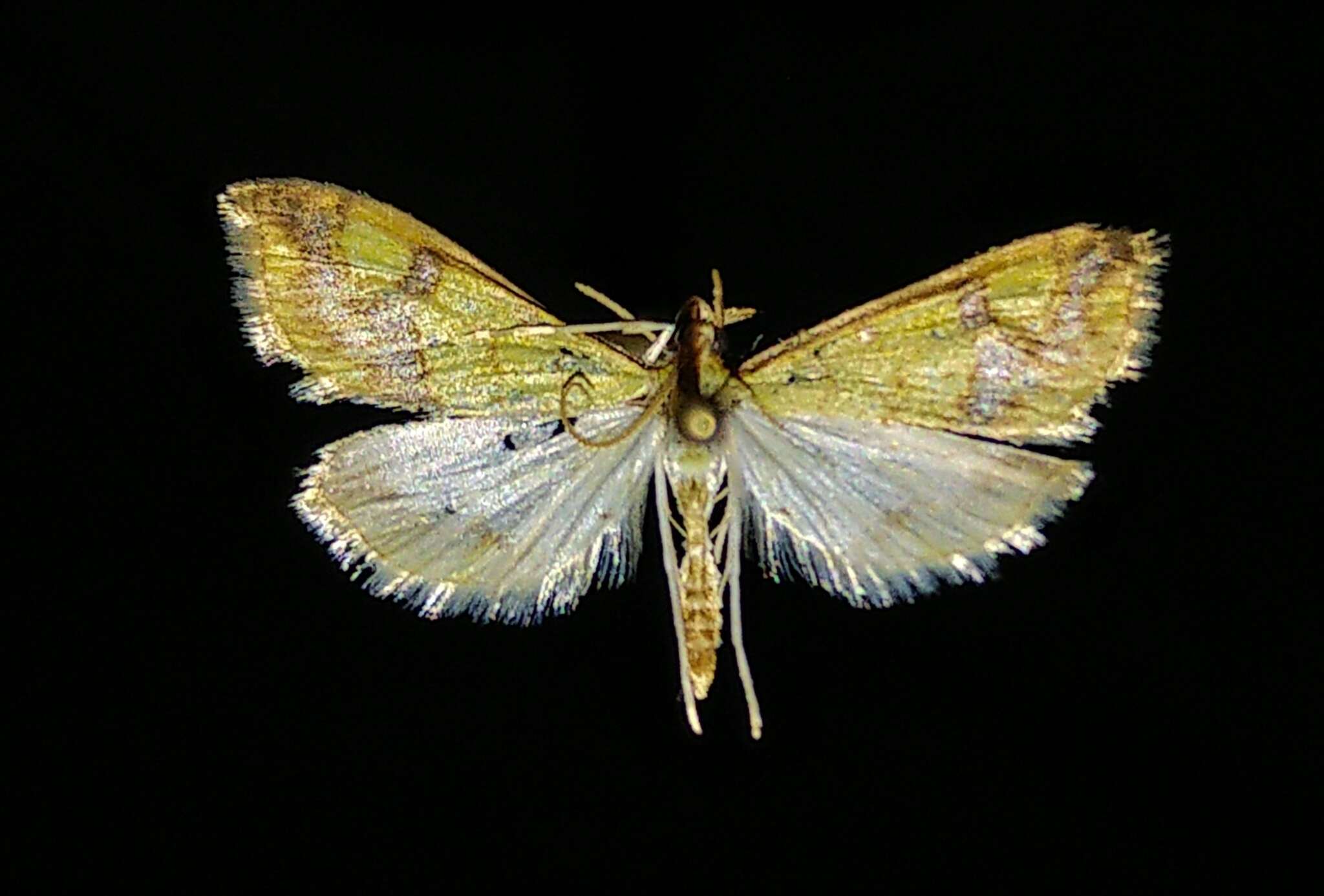 Imagem de Choristostigma plumbosignalis Fernald 1888