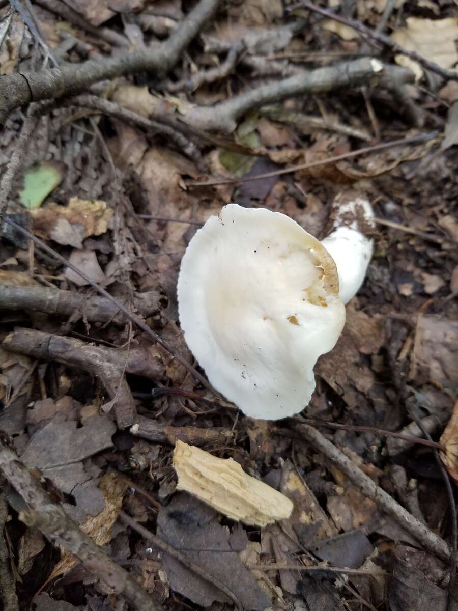 Слика од Hygrocybe angustifolia (Murrill) Candusso 1997