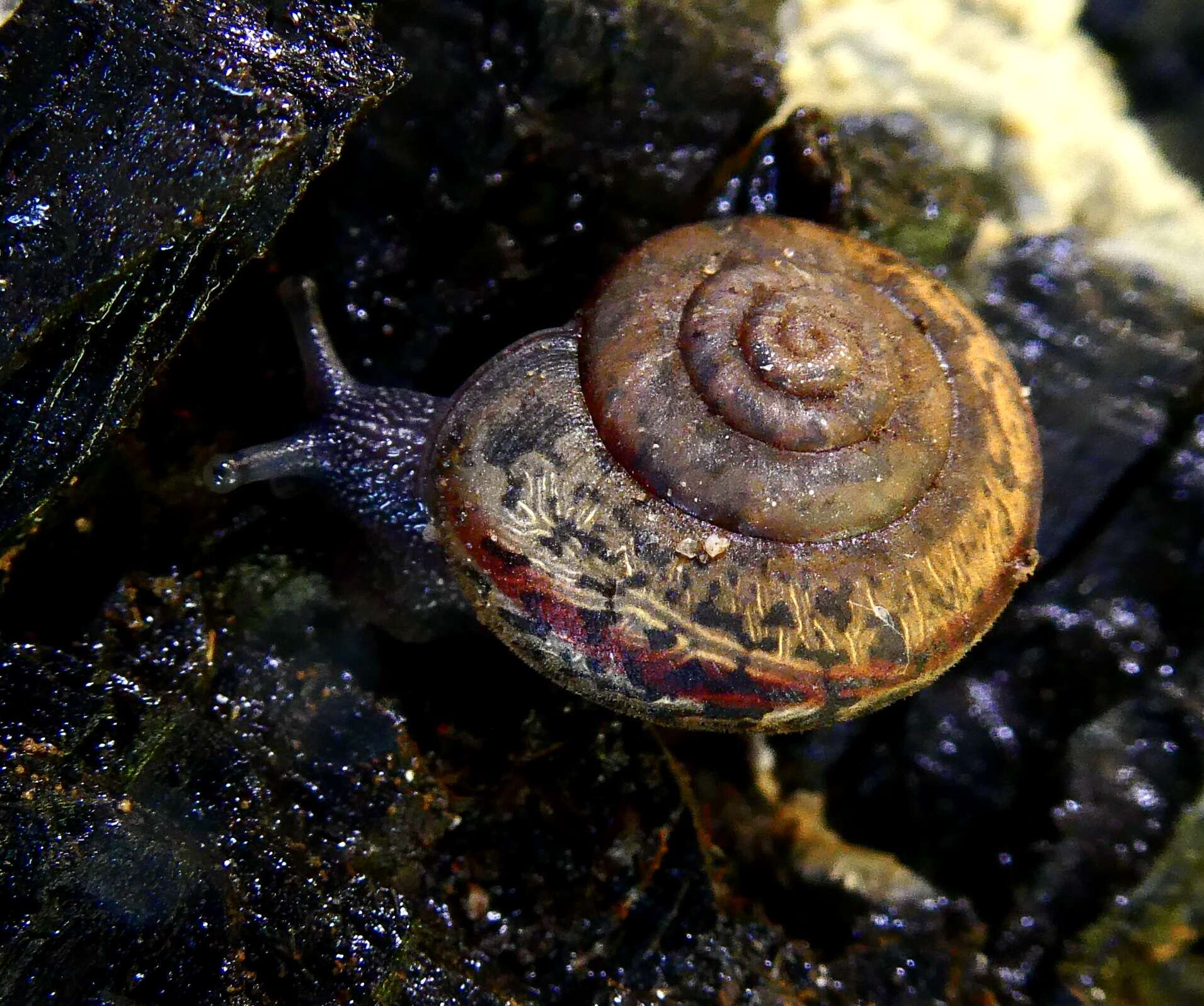 Image of Helminthoglypta petricola (S. S. Berry 1916)