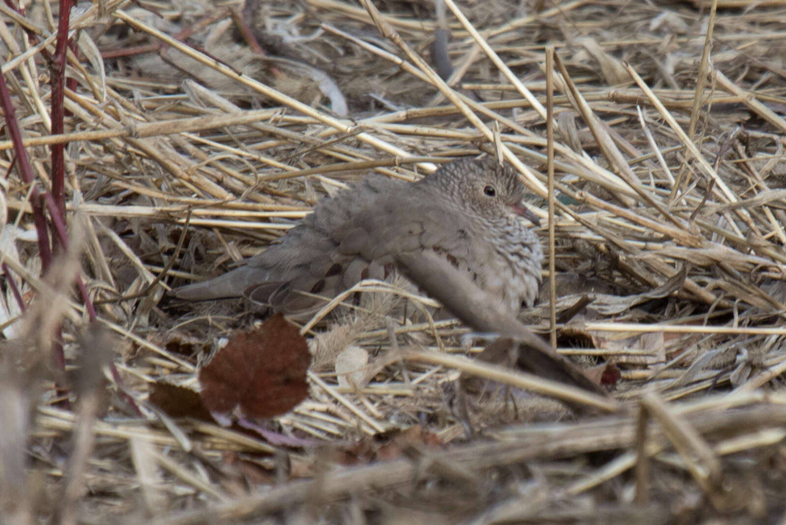 Plancia ëd Columbina passerina (Linnaeus 1758)