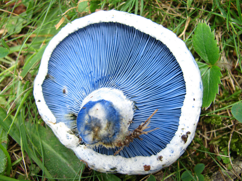 Image de Lactarius indigo (Schwein.) Fr. 1838