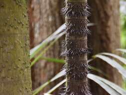 Image of Oncosperma horridum (Griff.) Scheff.