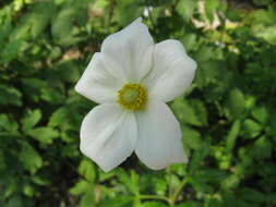 Image of Snowdrop Anemone