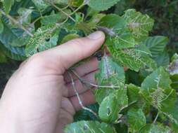 Ophiomyia camarae Spencer 1963 resmi