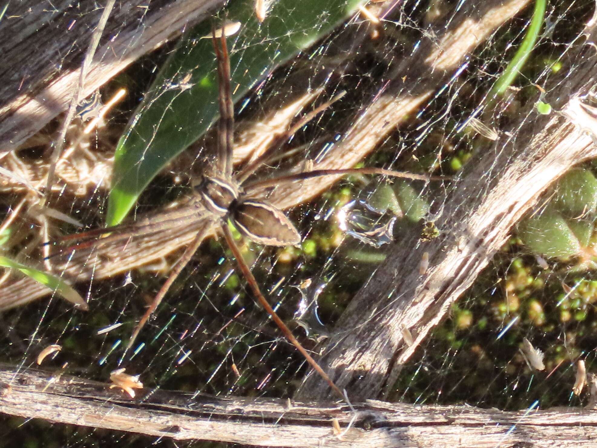 Слика од Euprosthenopsis pulchella (Pocock 1902)