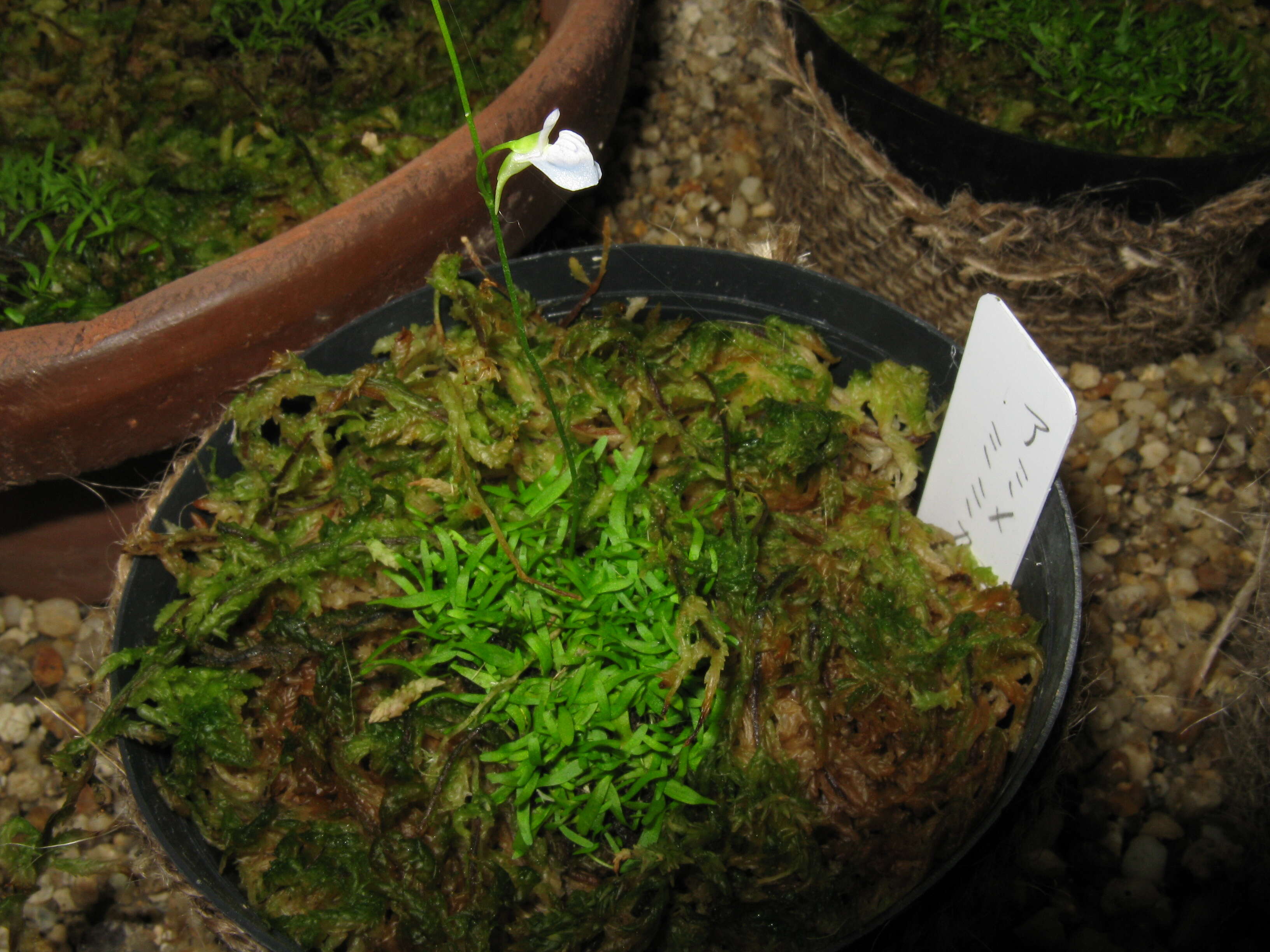 Image of Grass-leaved Bladderwort
