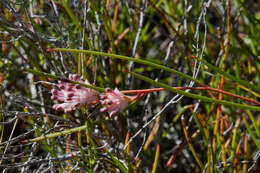 Image of Serruria flagellifolia Salisb. ex Knight