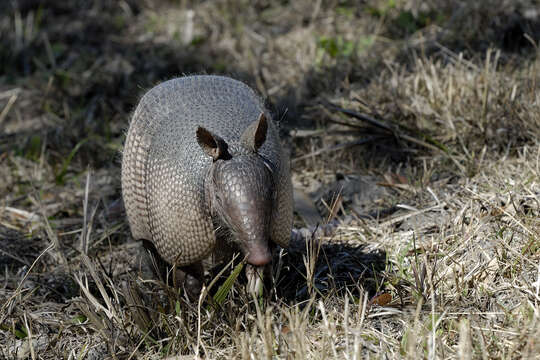 Image of long-nosed armadillos