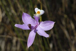 Image of tuberous grasspink