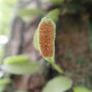 Image of Lemmaphyllum microphyllum C. Presl