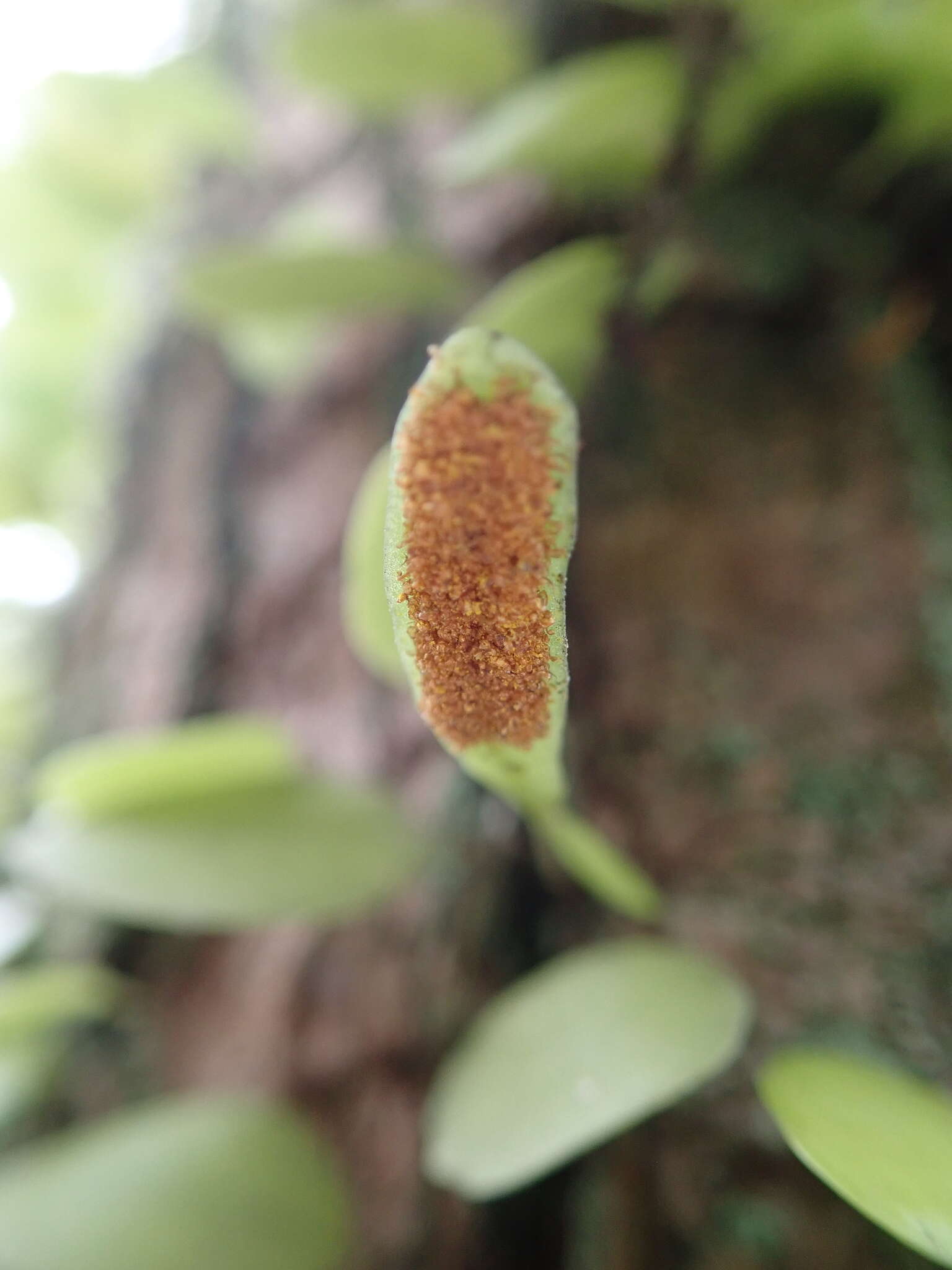 Image of Lemmaphyllum microphyllum C. Presl