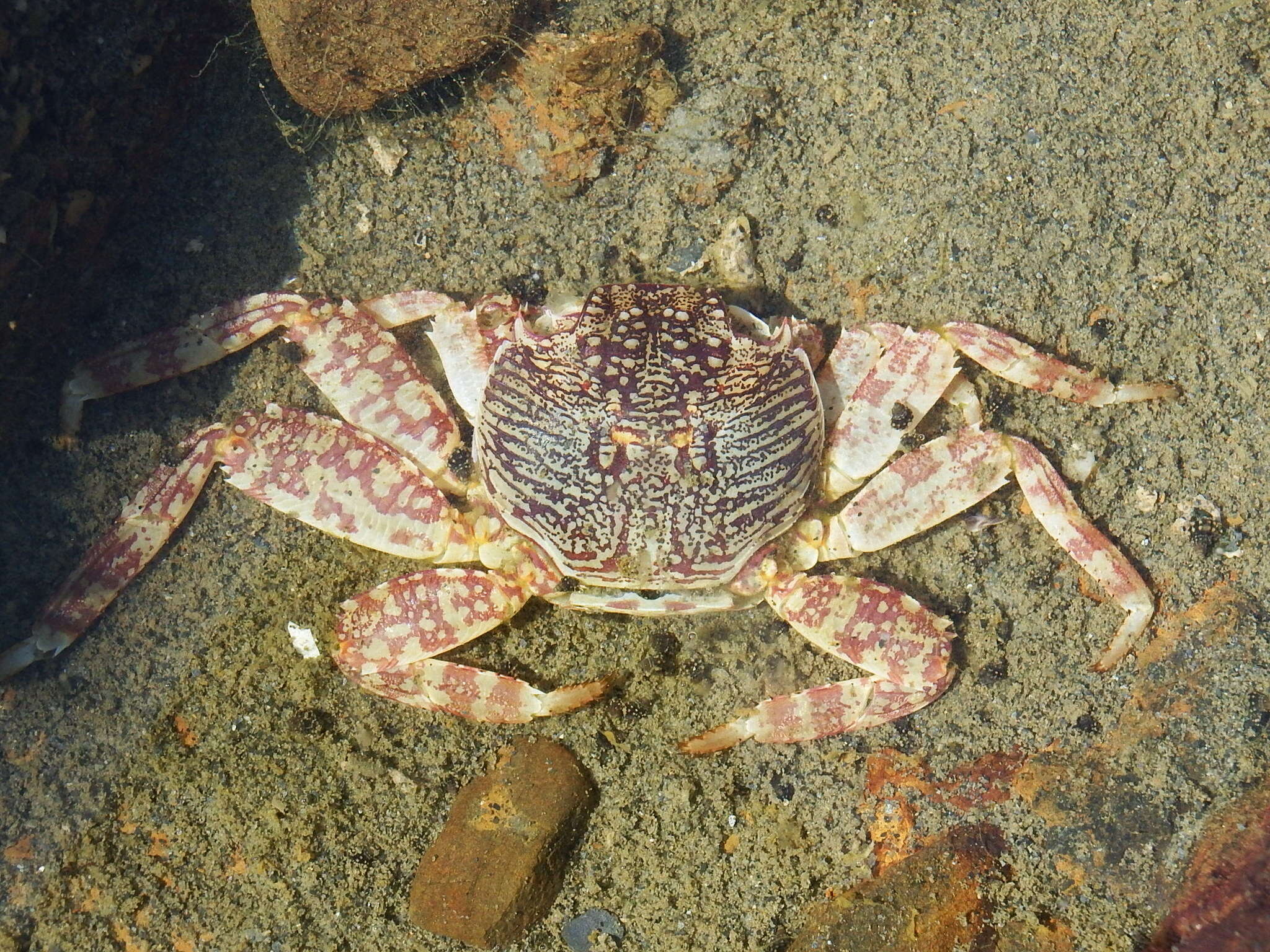 Image of Shore crab