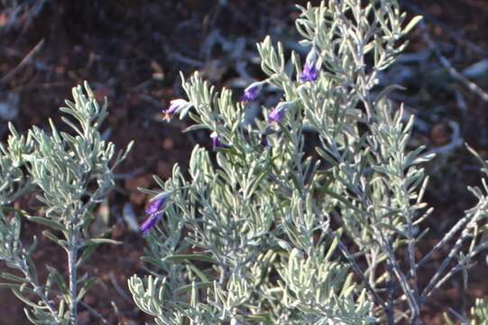 Image of Eremophila bowmanii F. Muell.