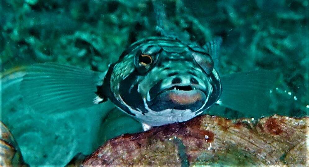 Image of Reticulated sandperch