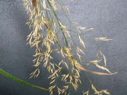 Image de Agrostis commun