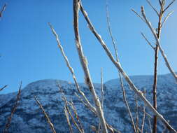 Image de Salix alaxensis (Anderss.) Coville