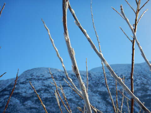 Salix alaxensis (Anderss.) Coville的圖片